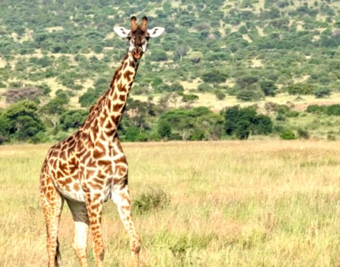 Serengeti national park