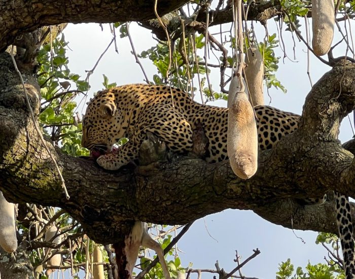 leopard